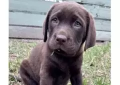 Labrador Retriever Puppies for Sale Melbourne